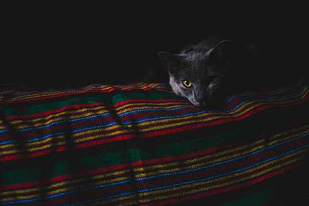 gray cat with yellow eye