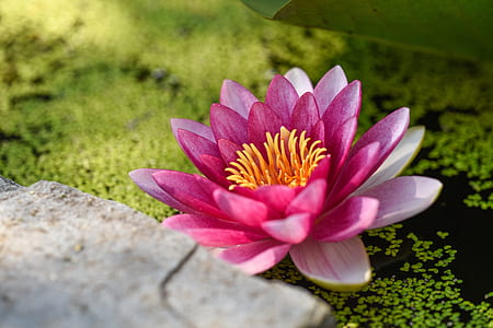 selective focus photography of lotus flower