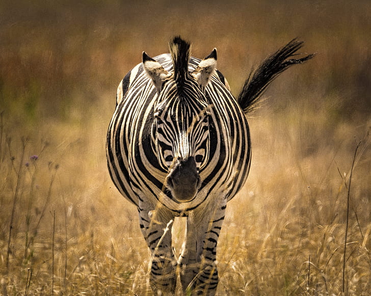selective photography of zebra running