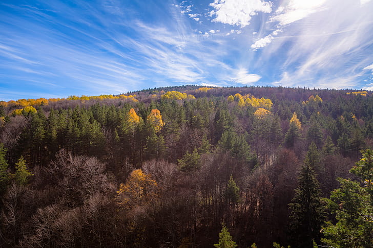 Aerial Shot Of Trees During Fall Season Under Blue Sky
