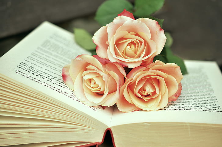 three beige roses on top of open book