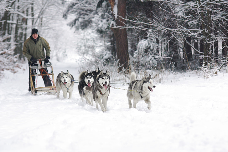 man wearing gray zip-up jacket standing towards four Siberian Husky with ground cape by snow