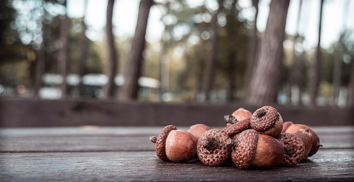 acorn photo on table