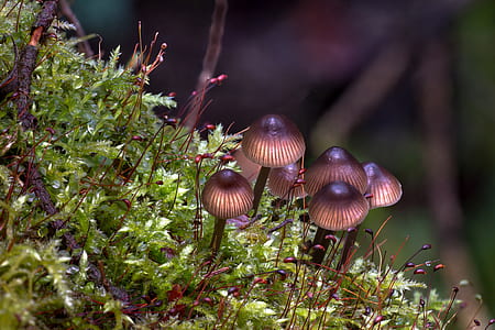 bunch of mushrooms surrounded by green grass