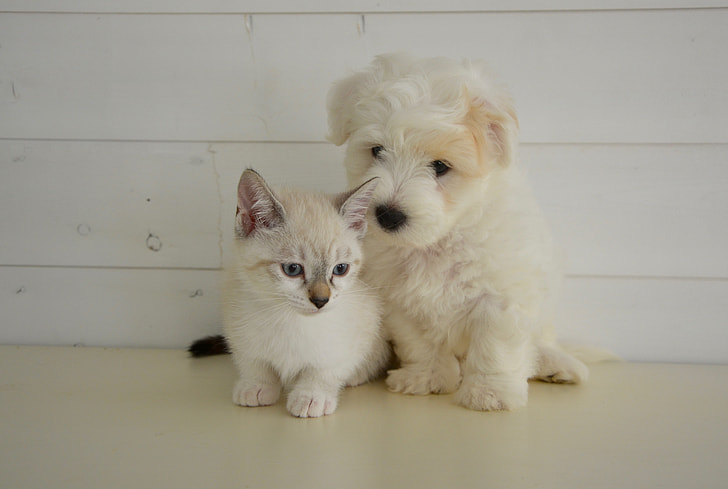 white kitten beside white puppy