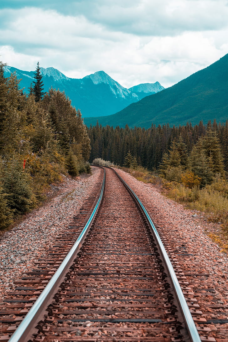 gray train rails between green tall trees