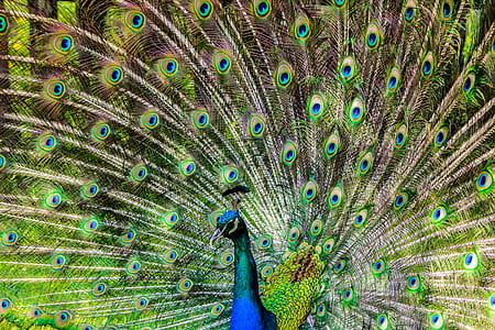 Blue Green and Brown Peacock