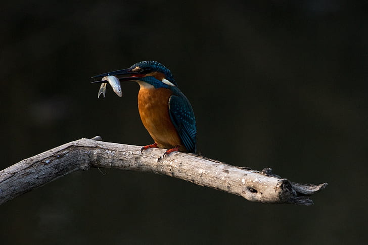 bird with fish on beak standing on tree branch