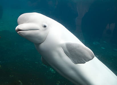beluga dolphin