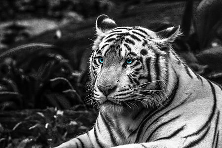 grayscale photo of tiger
