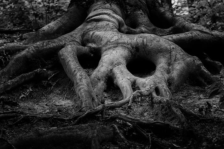 gray tree roots