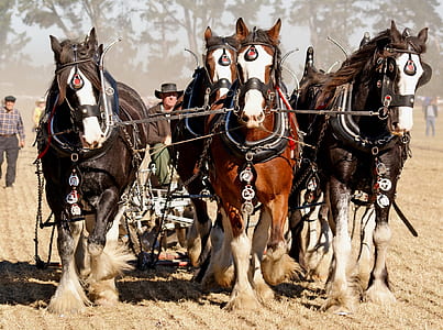 four horse carriage photograph
