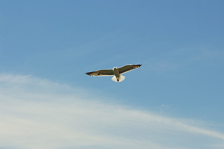 white and gray bird flying under blue sky during daytime