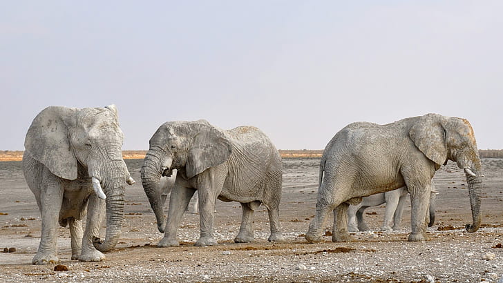 three gray elephants on ground