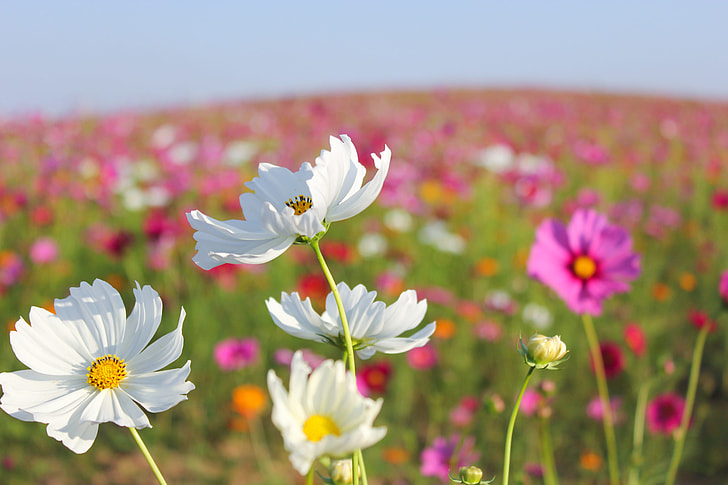 shallow focus photography of white and purple daisy field
