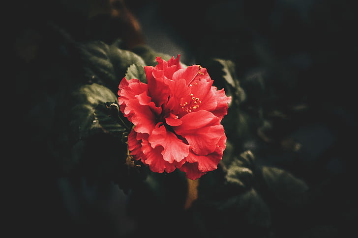 Red Petaled Flower
