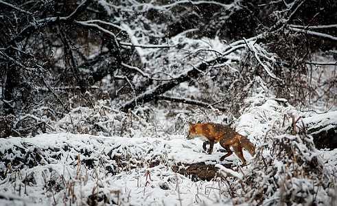 fox roaming walking on a snow covered trees during daytime