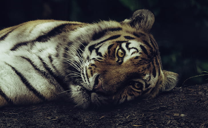 tiger lying on soil