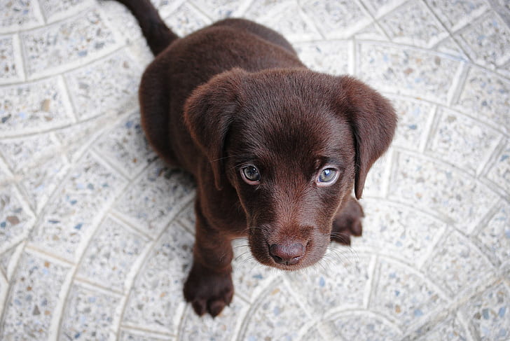 photo of short coat brown puppy