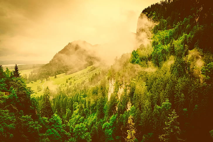 landscape photography of pine trees on mountain