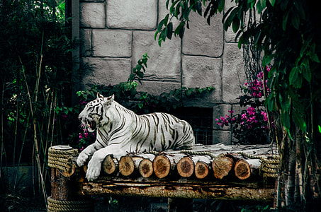 white tiger laying on top