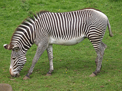 zebra grazing on green grass