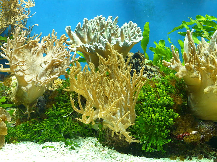 fish tank corals with white sand