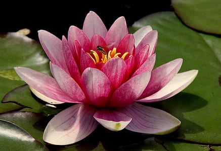 closeup photography of lotus flower in bloom