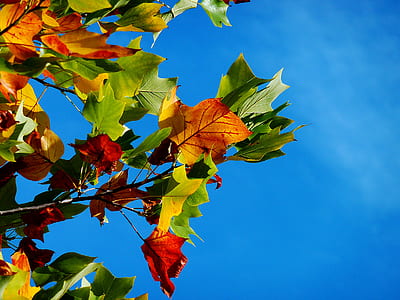 Red Orange and Green Leaves during Daytime