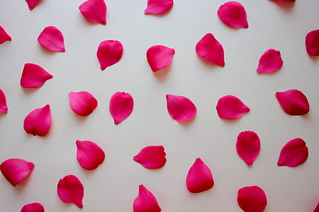 pink rose petals on white surface