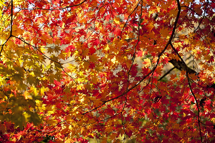Royalty-Free photo: Orange and yellow maple leaves | PickPik
