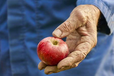 close up photograph of person holding red apple fruit