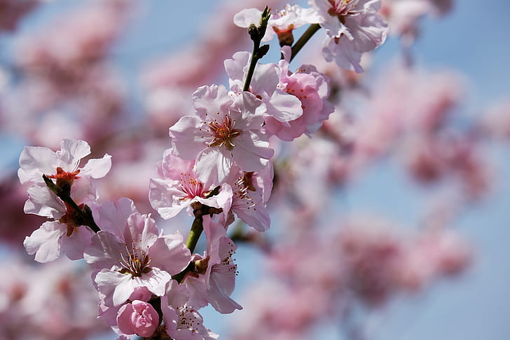 bloomed sakura tree