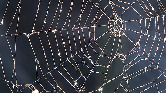 closeup photography of drops of water on spider web at daytime