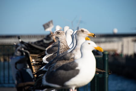 flock of gulls perched on gray metal post