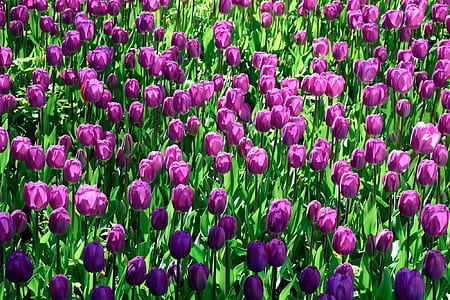 purple tulips field