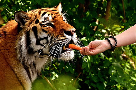 right person hand feeding carrots on tiger