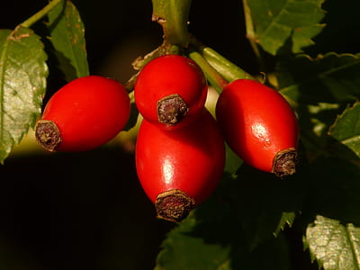 four red fruits