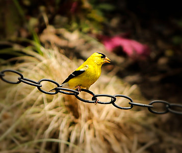 yellow bird on top of gray chain