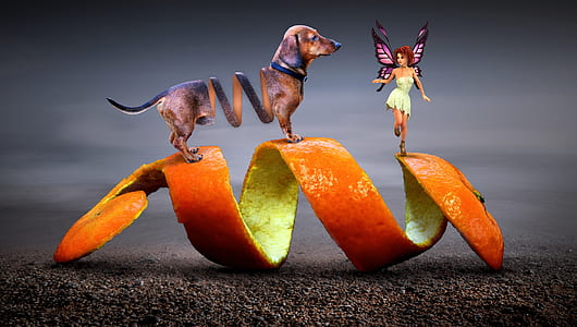 tan dachshund on orange peel with fairy