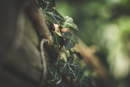 macro shot photography of green leaf vine