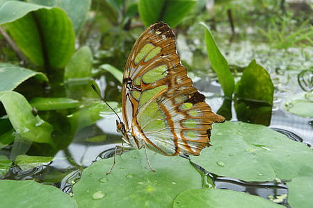 closeup photography malachite butterfly perched on green leaf pant