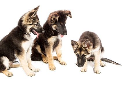 three German shepherd puppies on white surface