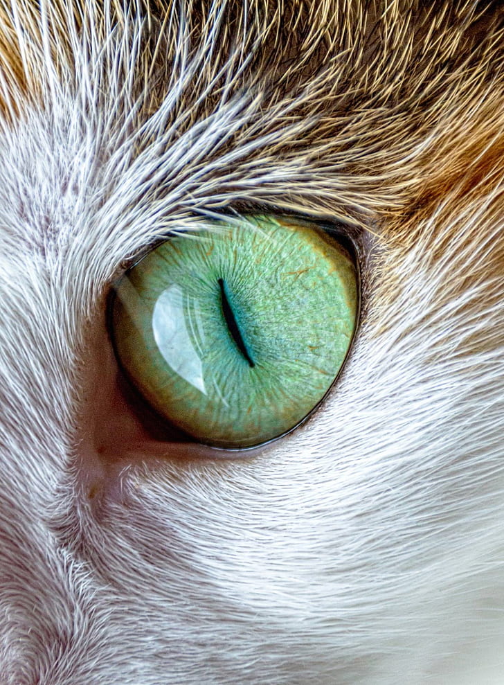 closeup photo of animal green eye