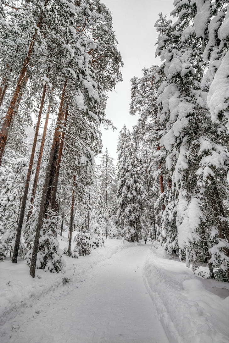 photo of pine trees covered with snow