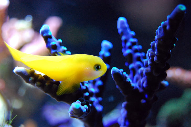 shallow focus photo of yellow fish