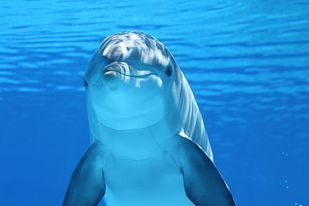 underwater photography of dolphin