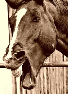 sepia photography of two-color horse