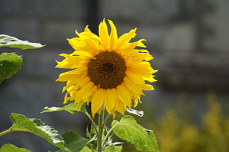 Yellow Sunflower