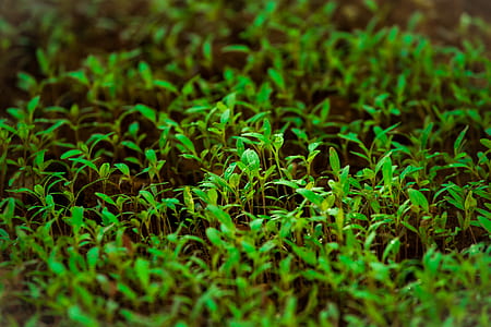 Green Grass in Tilt Shift Lens Photography